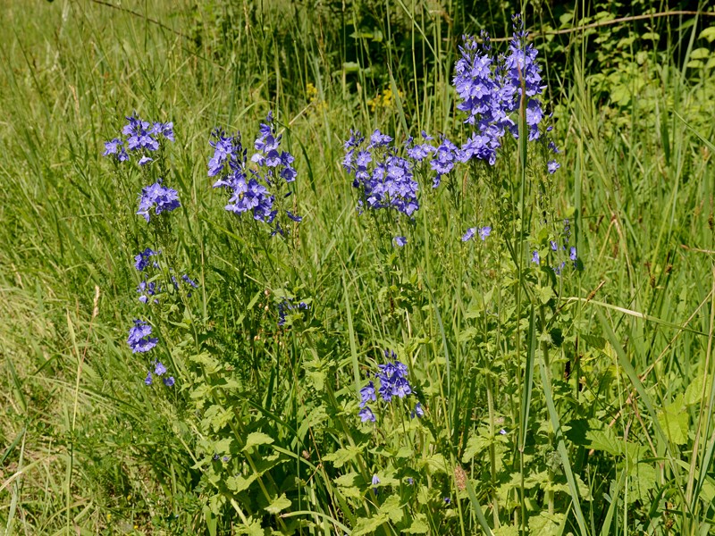 Veronica teucrium