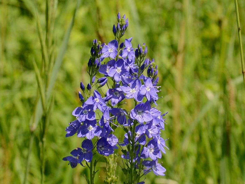 Veronica teucrium