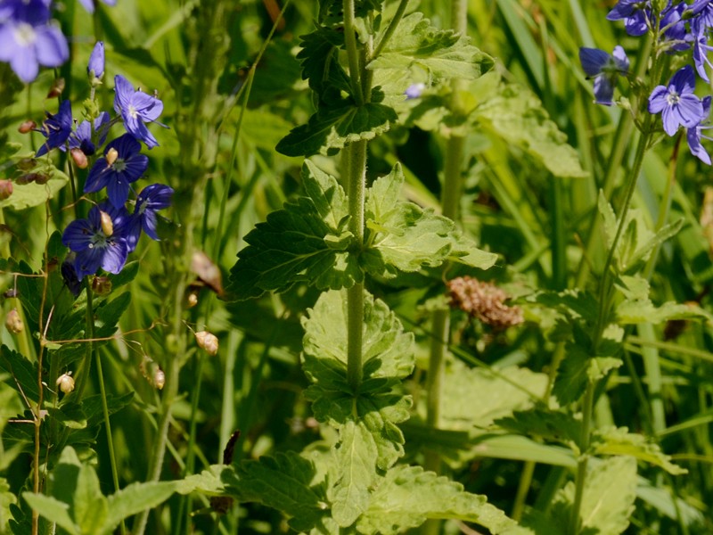 Veronica teucrium