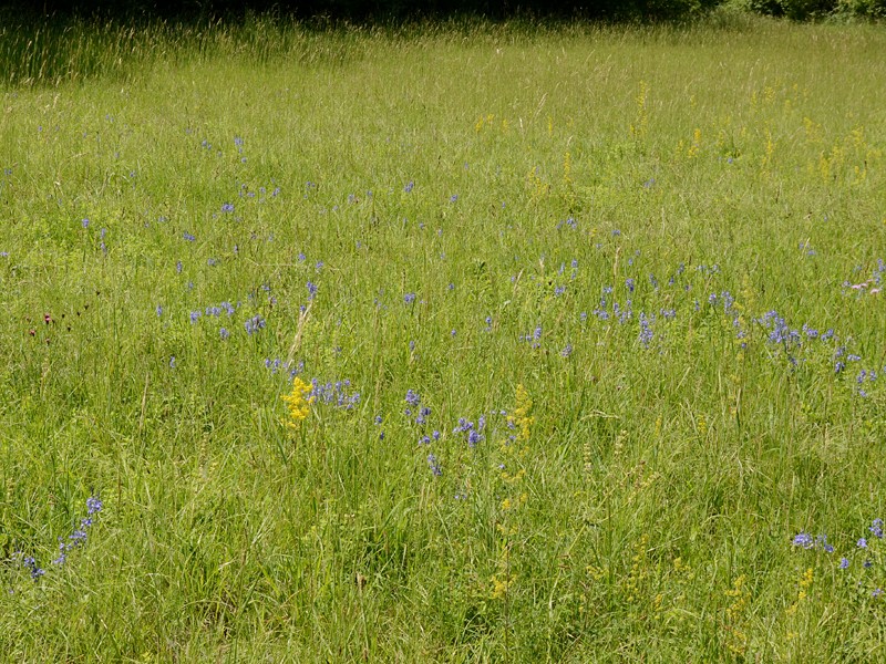 Veronica teucrium