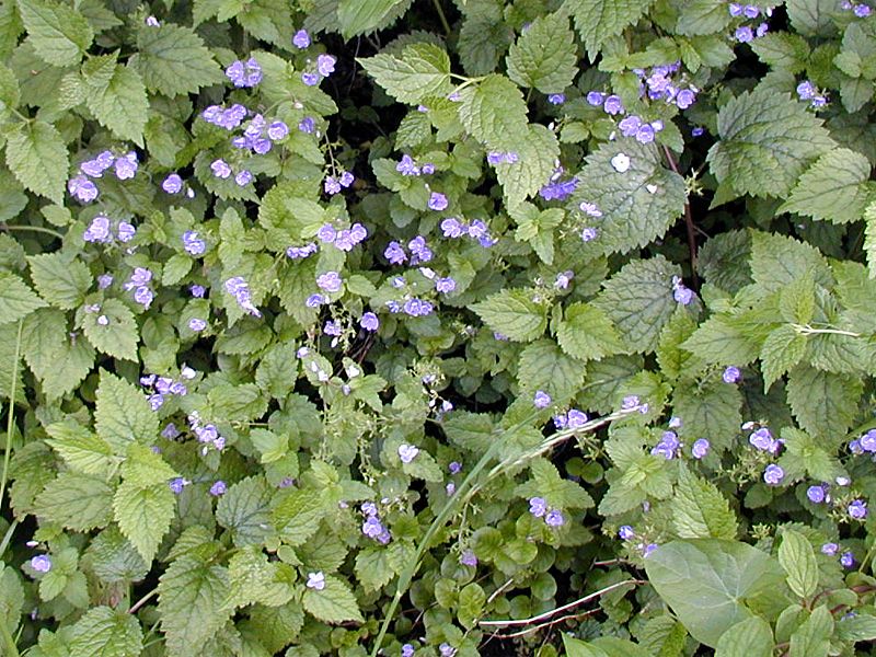 Veronica urticifolia