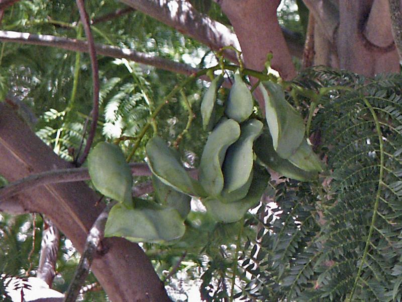 Jacaranda mimosifolia