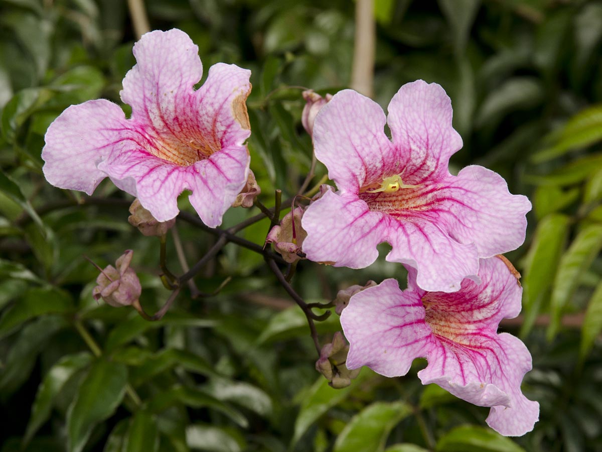 Podreana ricasoliana