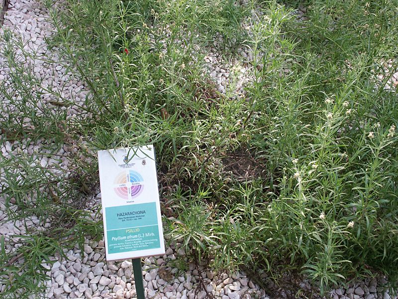 Plantago afra