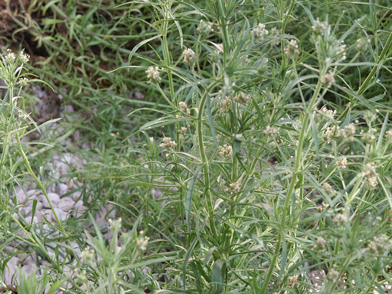 Plantago afra