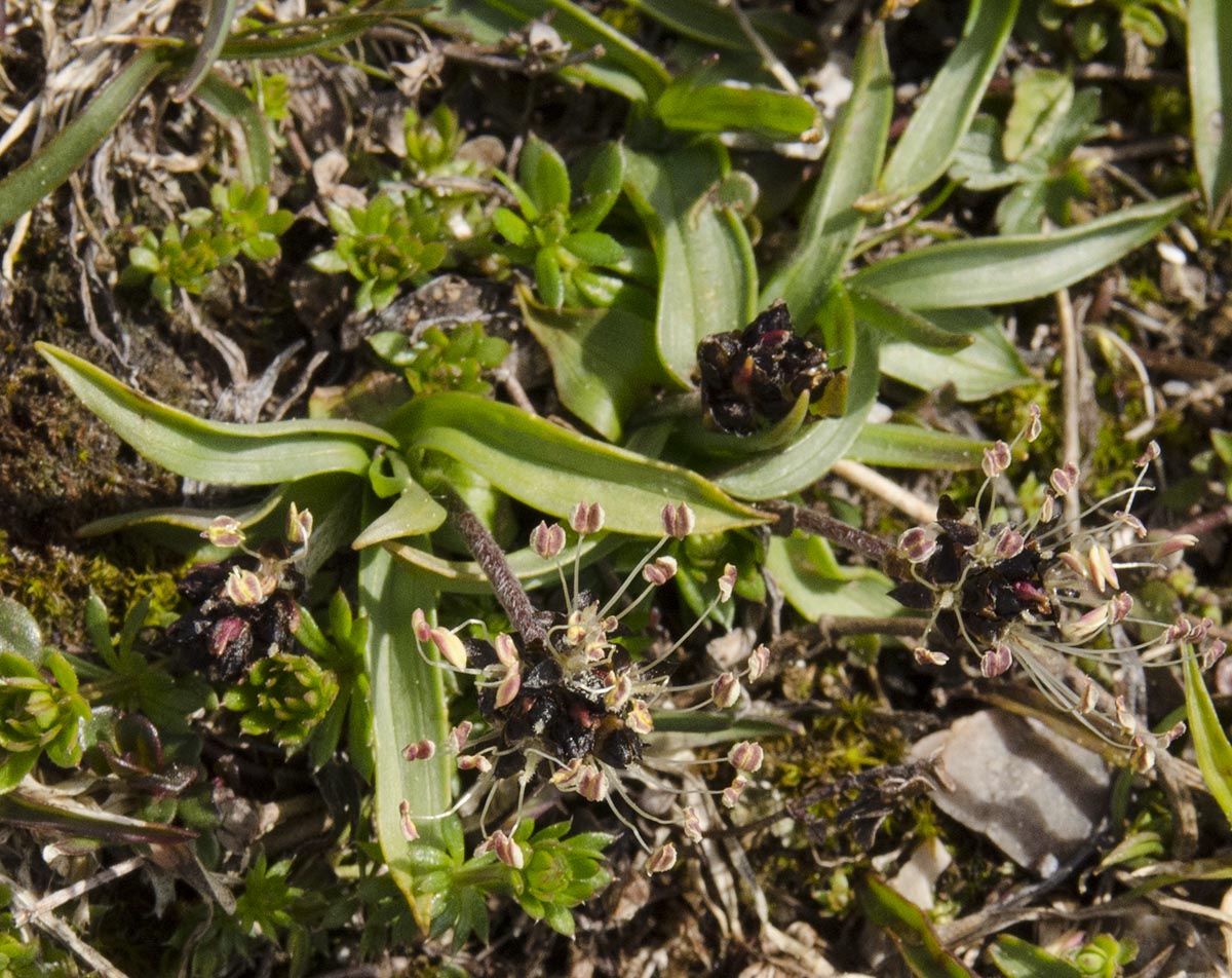 Plantago atrata