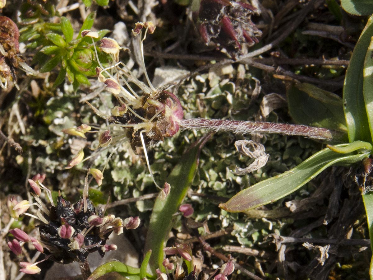 Plantago atrata