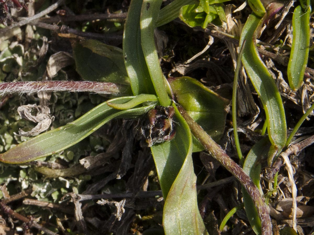 Plantago atrata