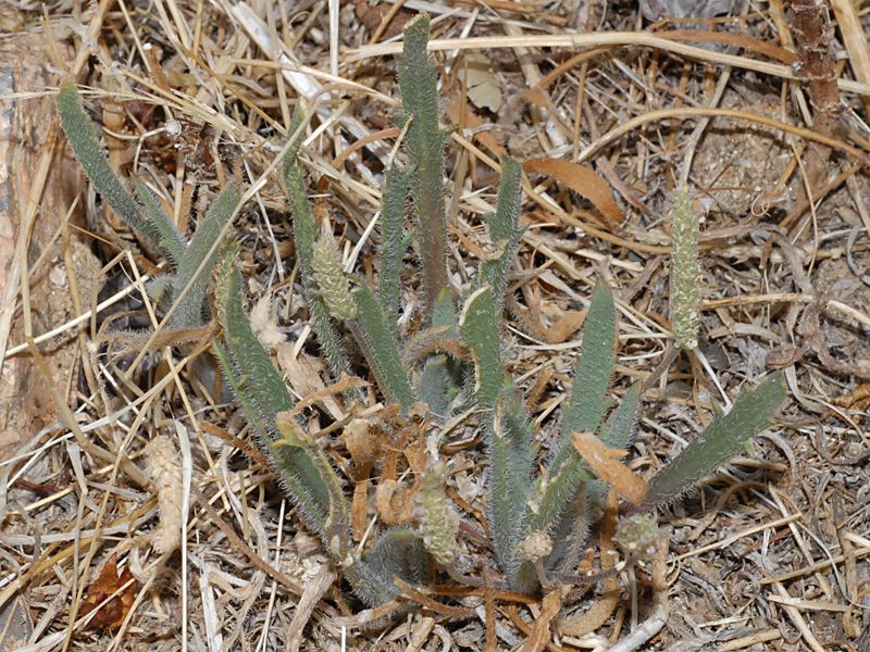 Plantago bellardii