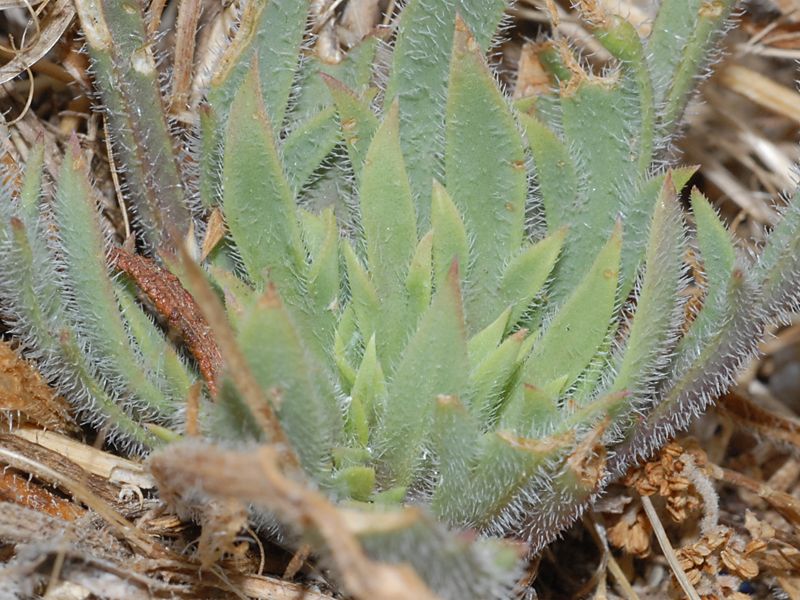 Plantago bellardii