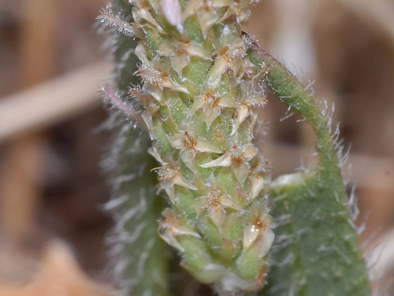 Plantago bellardii