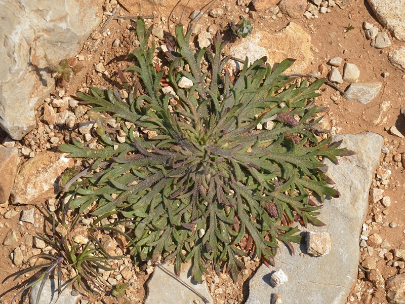 Plantago coronopus