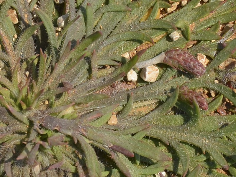 Plantago coronopus