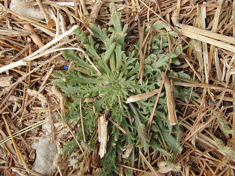 Plantago coronopus