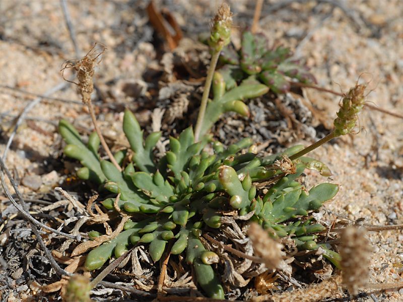 Plantago coronopus