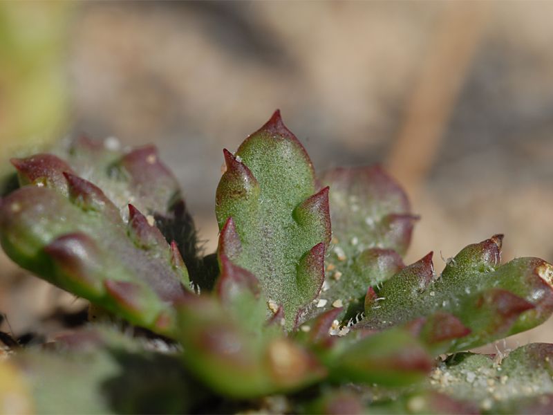 Plantago coronopus