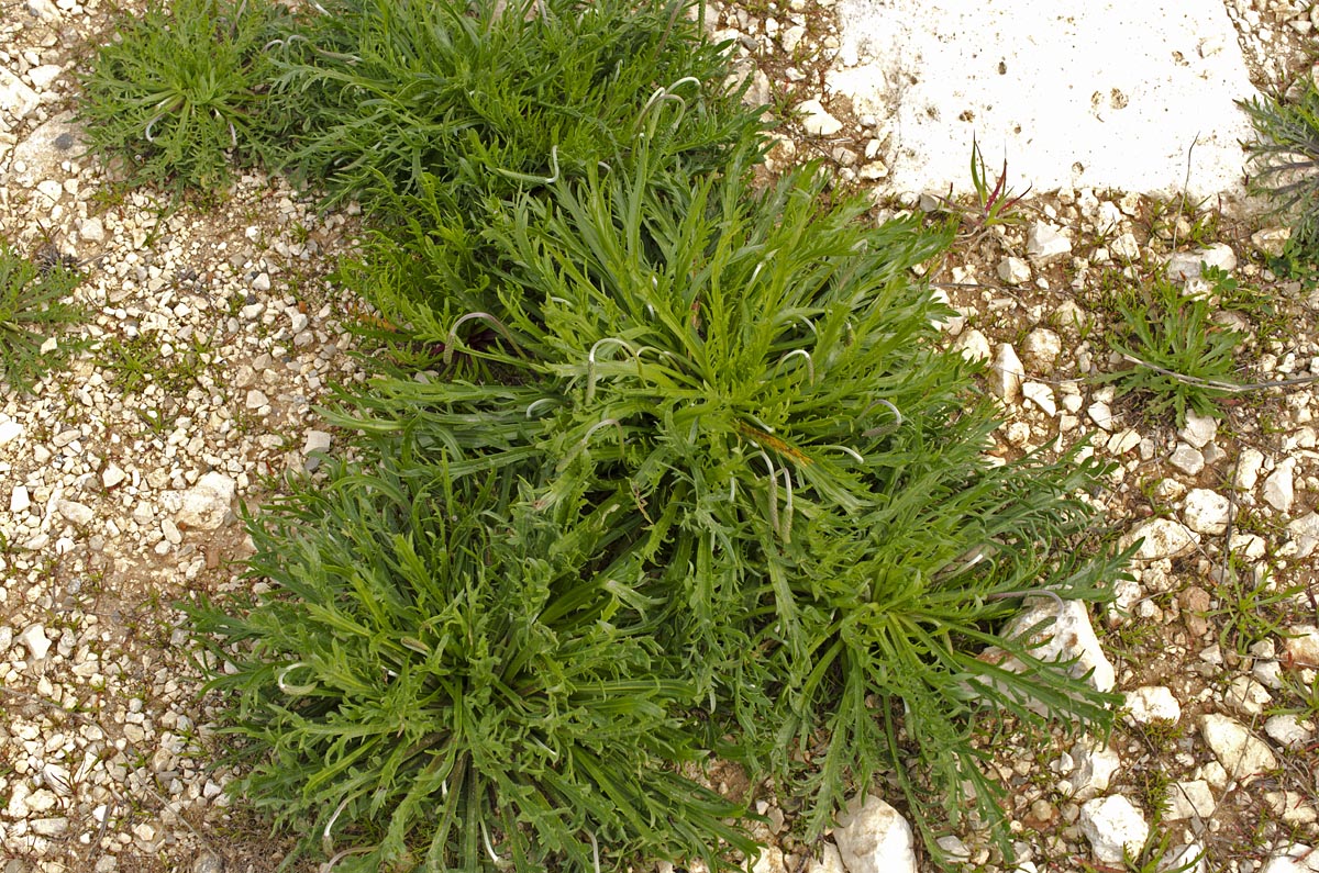 Plantago coronopus