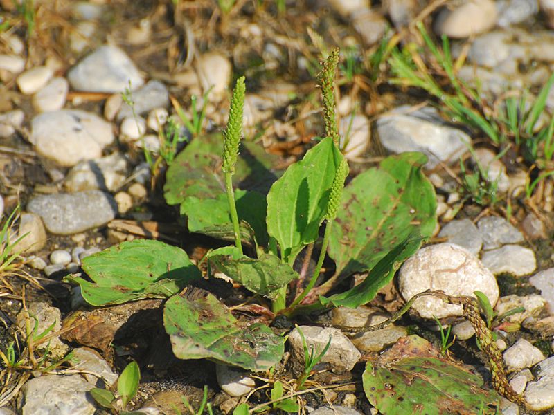 Plantago major