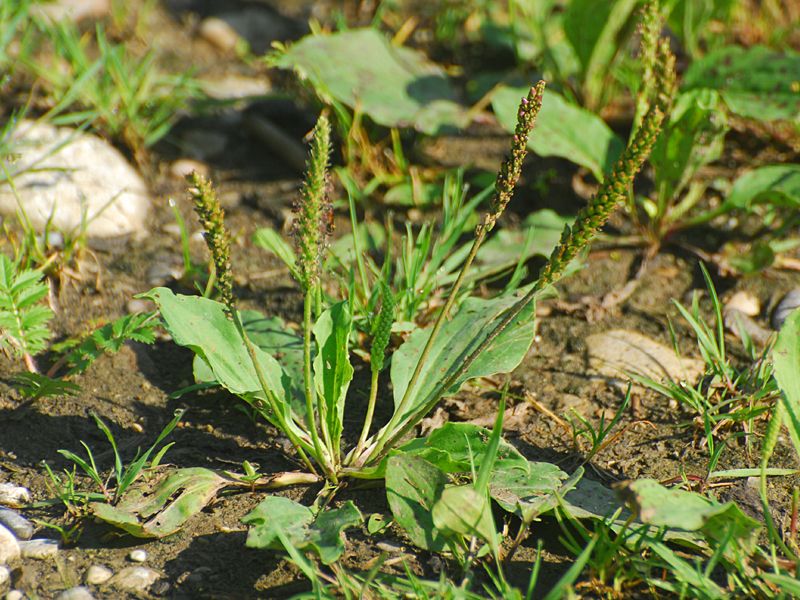 Plantago major