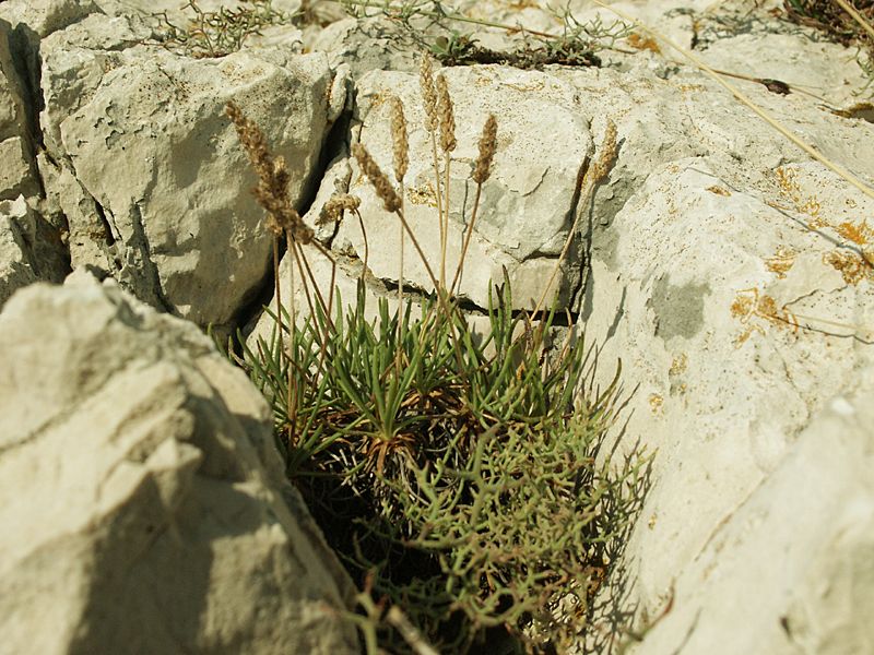 Plantago maritima agg.