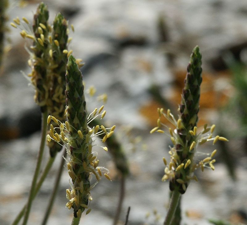 Plantago maritima agg.