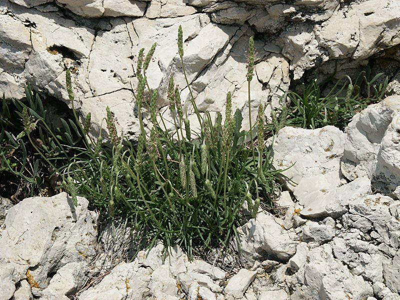 Plantago maritima agg.