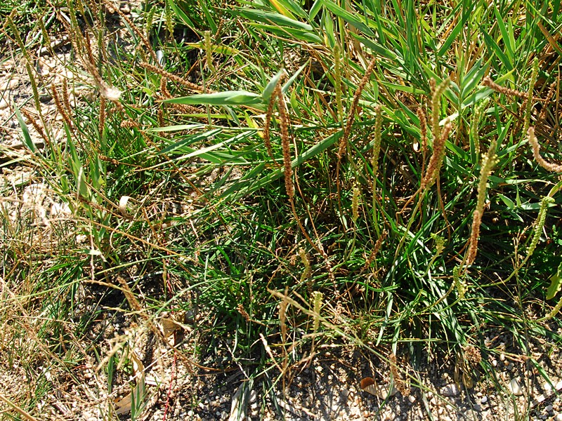 Plantago maritima agg.