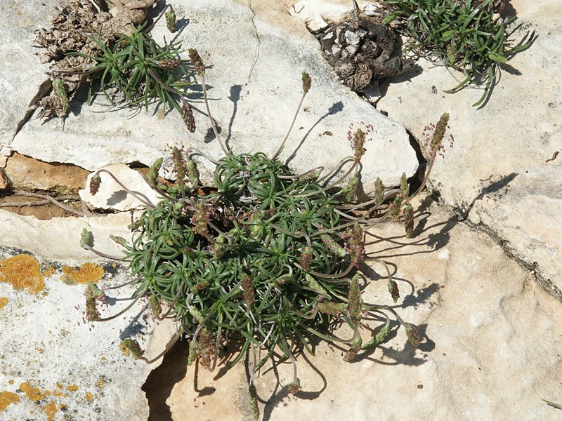 Plantago maritima agg.