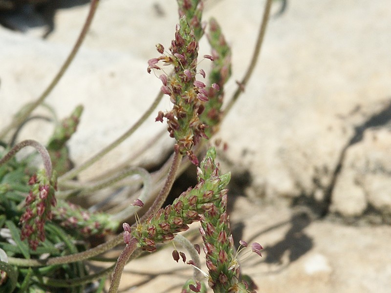 Plantago maritima agg.