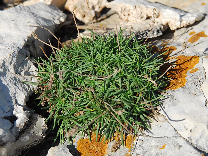 Plantago maritima agg.