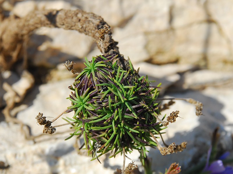 Plantago maritima agg.