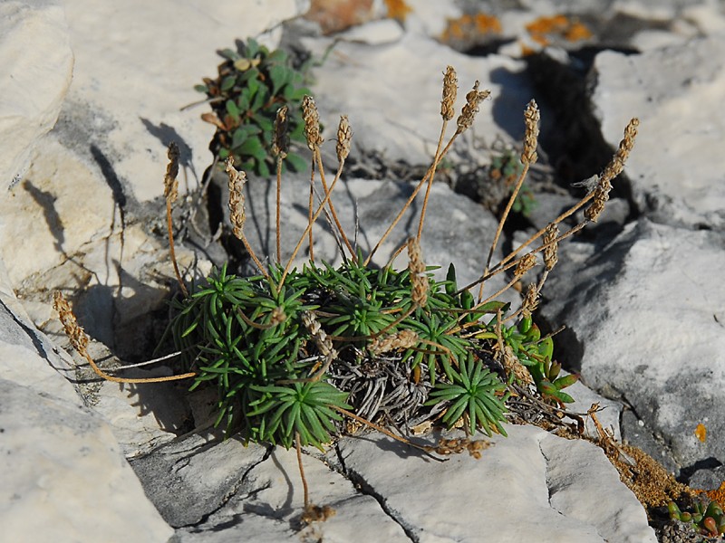 Plantago maritima agg.