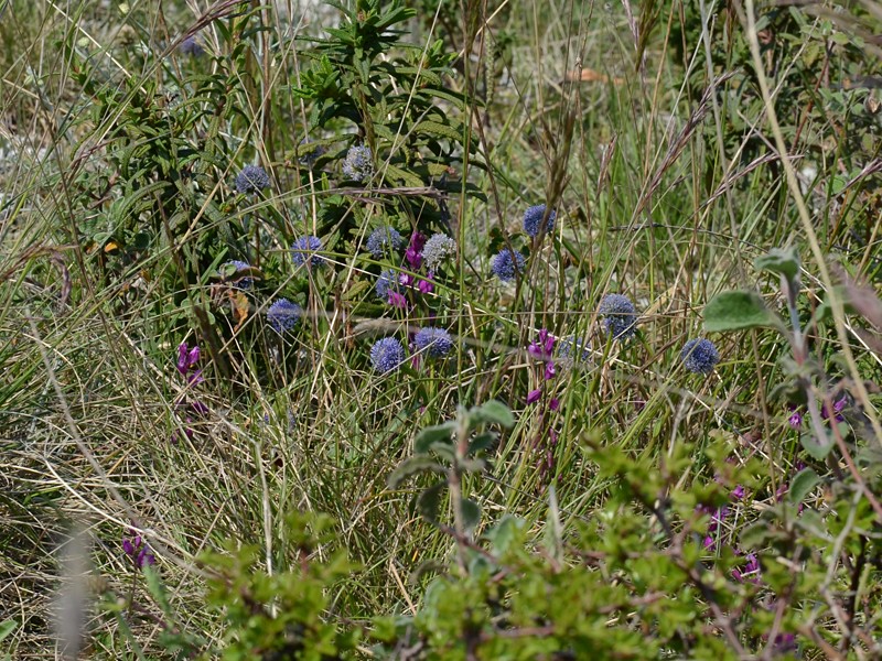 Globularia bisnagarica