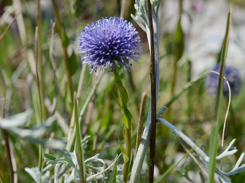 Globularia bisnagarica