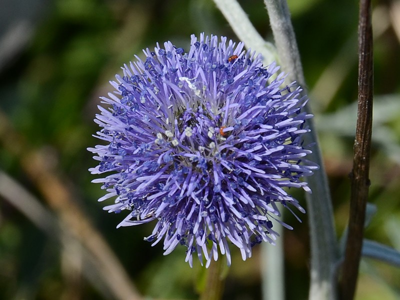 Globularia bisnagarica