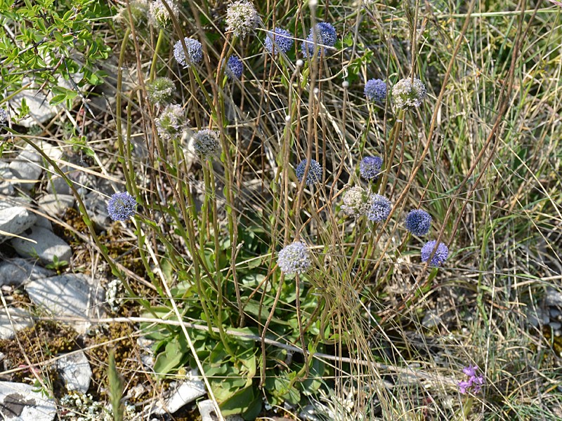 Globularia bisnagarica