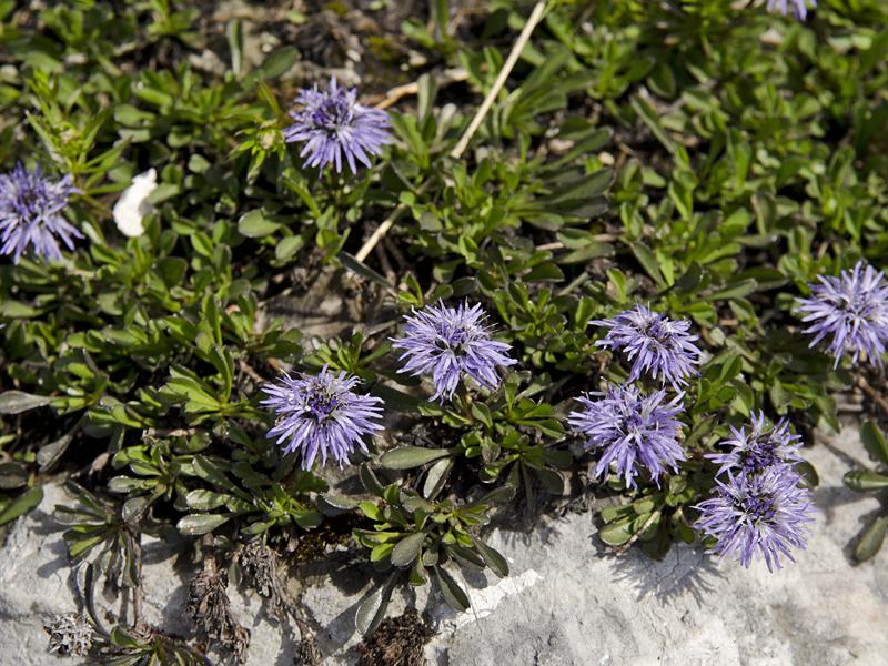 Globularia cordifolia