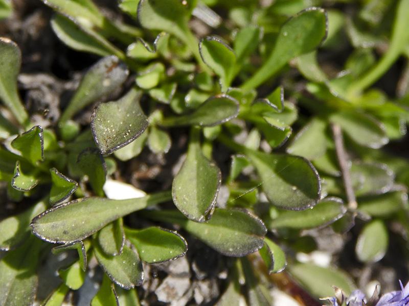 Globularia cordifolia