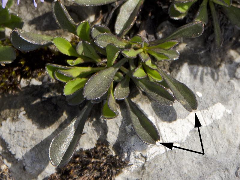 Globularia cordifolia