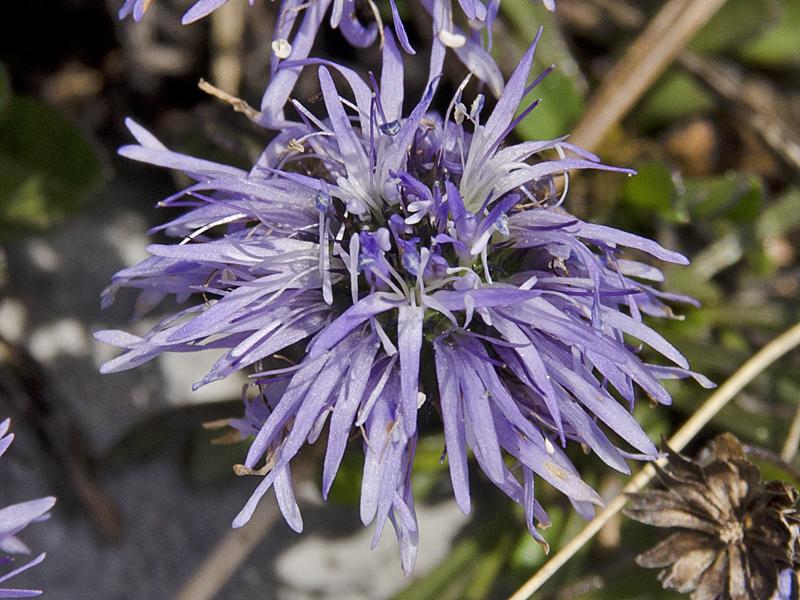 Globularia cordifolia