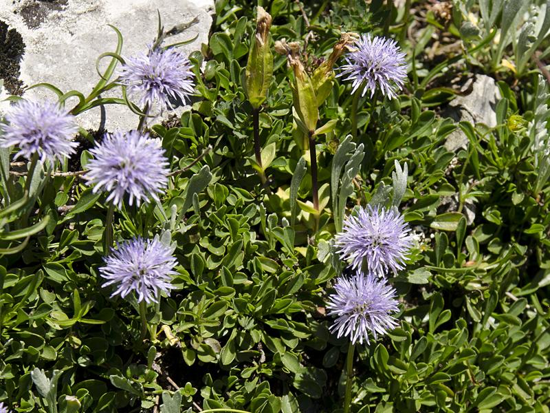 Globularia cordifolia