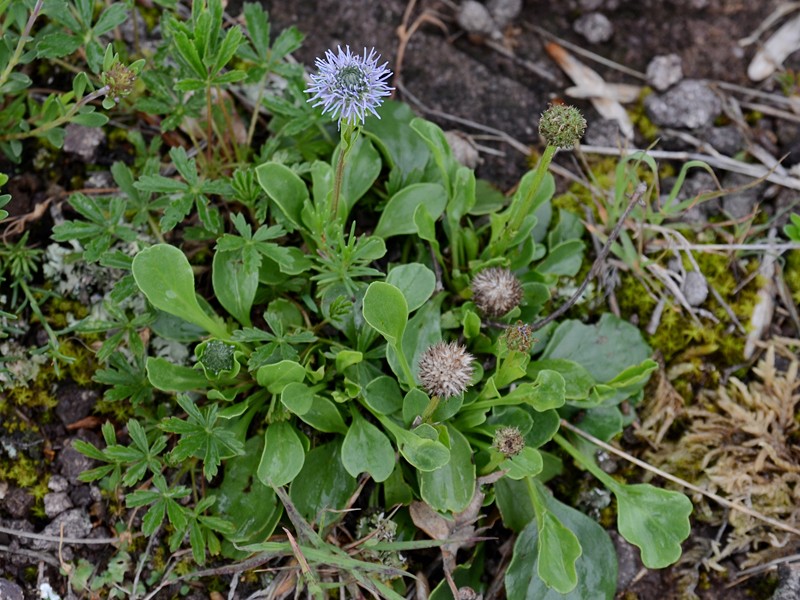 Globularia nudicaulis