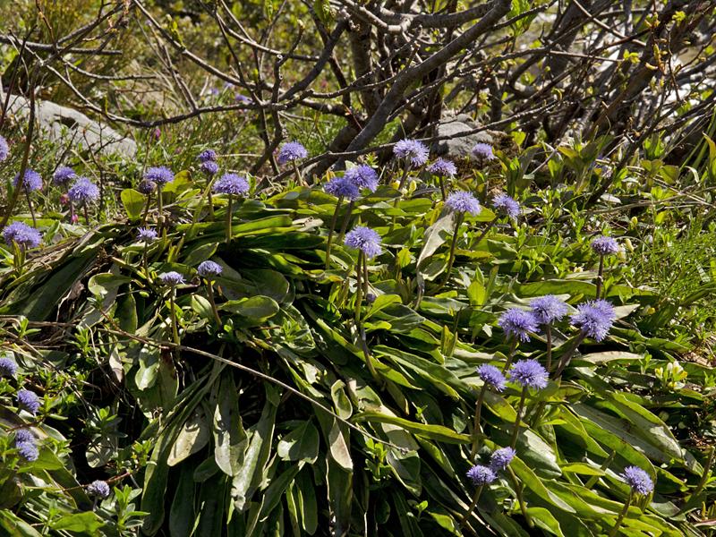 Globularia nudicaulis