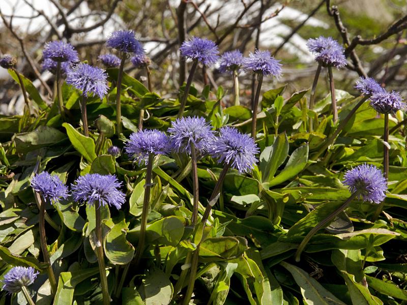 Globularia nudicaulis