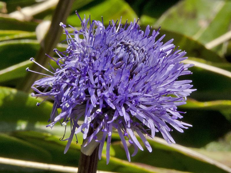 Globularia nudicaulis