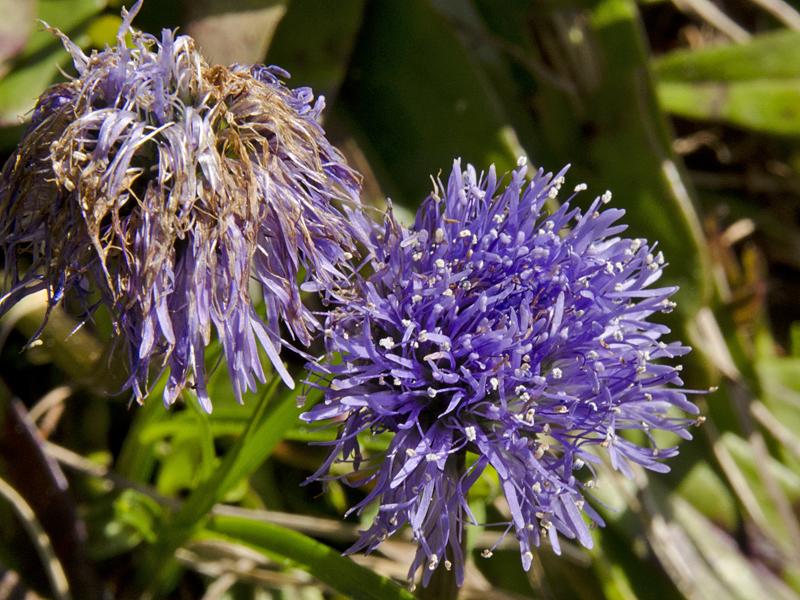 Globularia nudicaulis