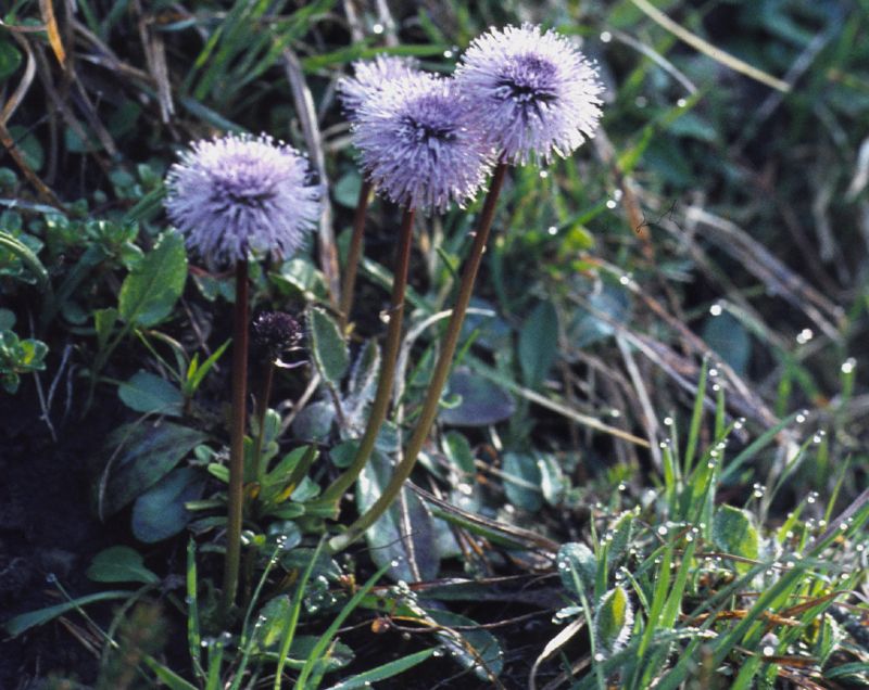 Globularia sp.