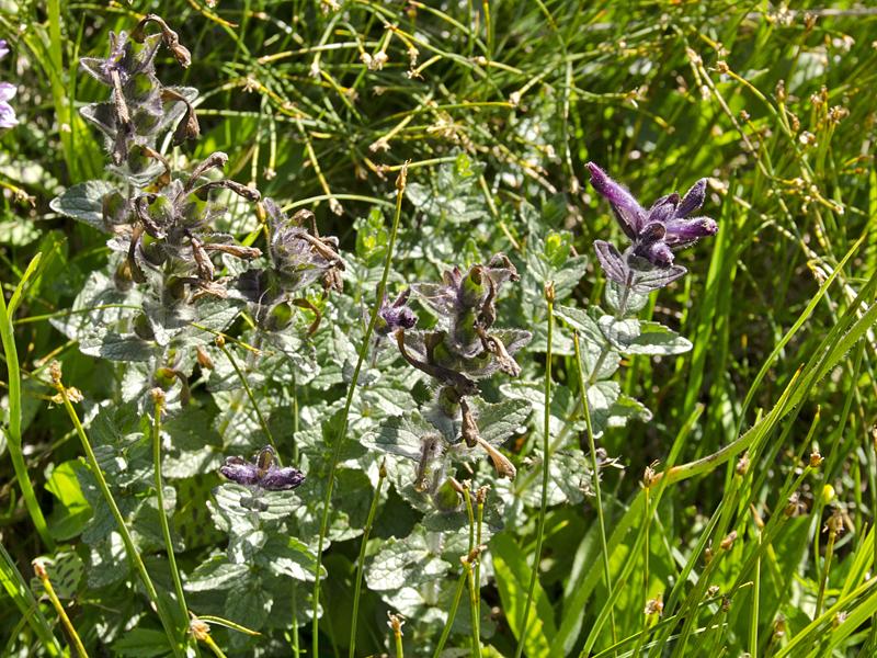 Bartsia alpina