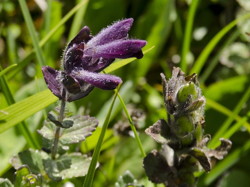 Bartsia alpina