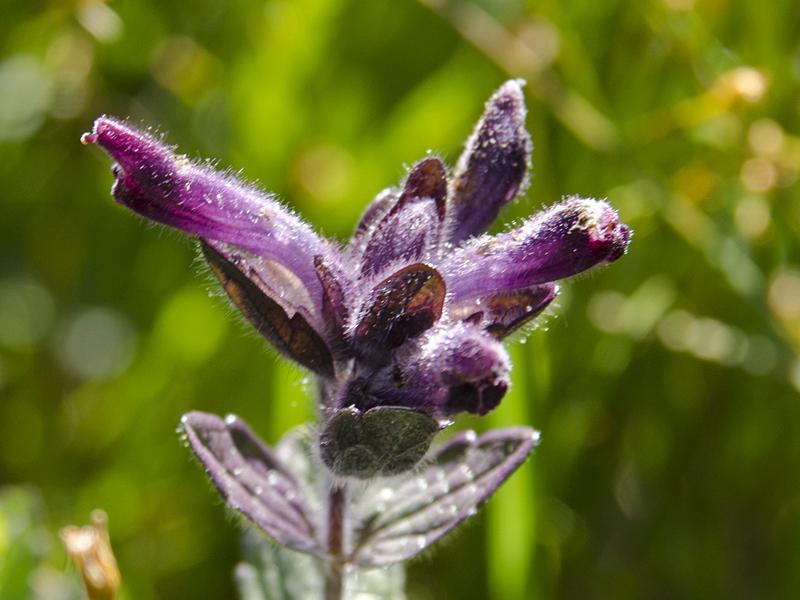 Bartsia alpina